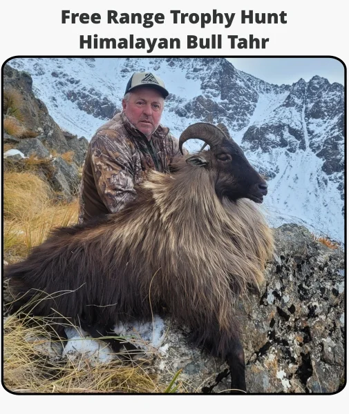 TOTLG Free Range Trophy Hunt - Himilayan Bull Tahr TOTLG Free Range Trophy Hunt - Himilayan Bull Tahr