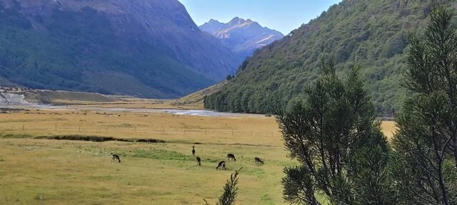 Top of The Lake Guiding - Hikes and Scenic Adventures